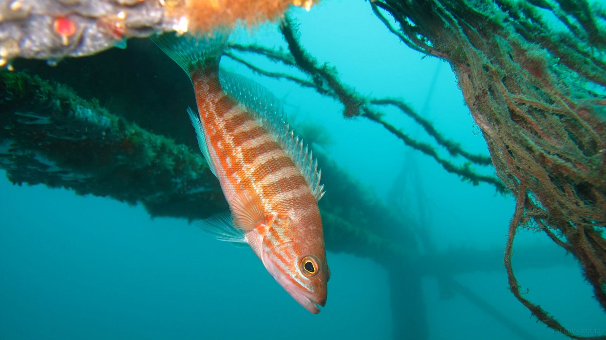 160 Serran chevrette (Serranus cabrilla).JPG - Serran chevrette (Serranus cabrilla) : Une dizaine de bandes verticales sur le dos et des lignes horizontales sur le ventre